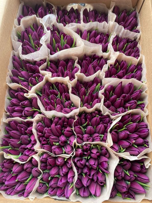 Тюльпаны оптом к 8 марта