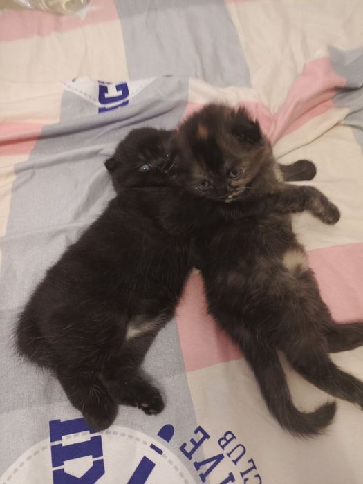 Шотландские веслоухие котята