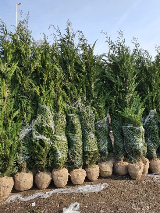 Tuia leylandii inaltime 1.8m 2m 2.5m 3m 5m