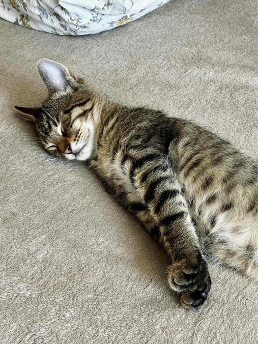 2 motanei tigrati spre adoptie - 3 luni