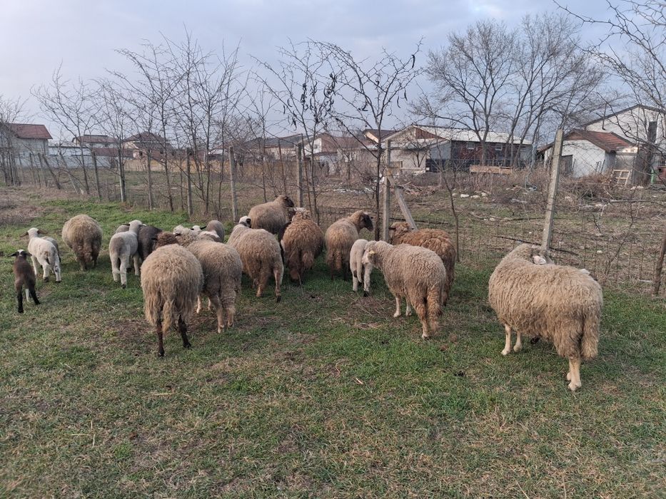 Oi cu miei de vanzare