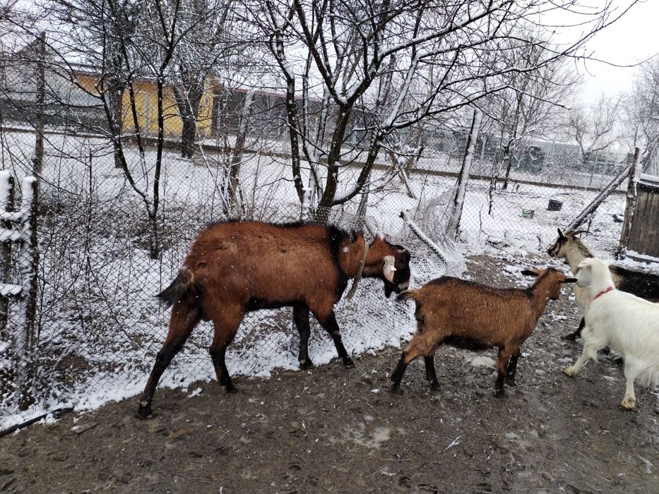 Țap metis Anglonublian