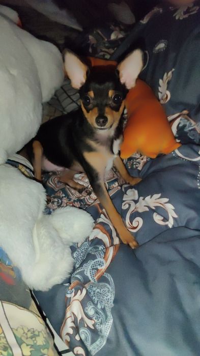 Вязка срочно той терьер