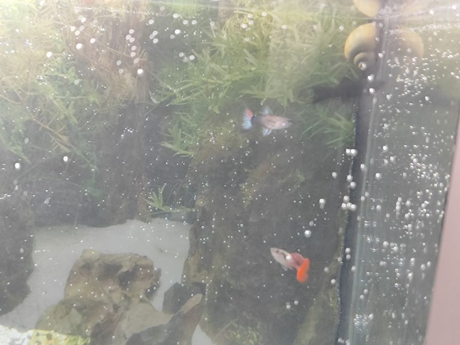 Аквариум 100 литров