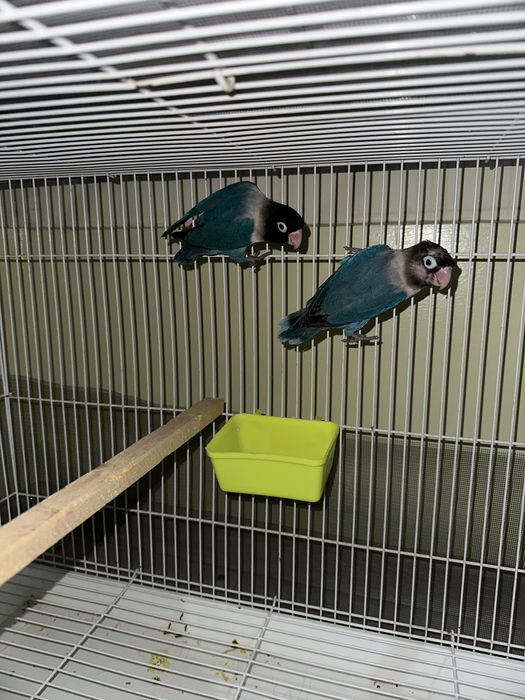 Qushlar sotiladi yaxshi sastiyanada