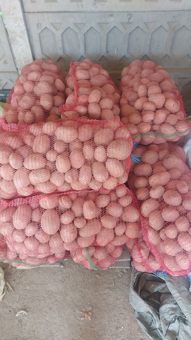 Cartofi roși de consum Belaroza