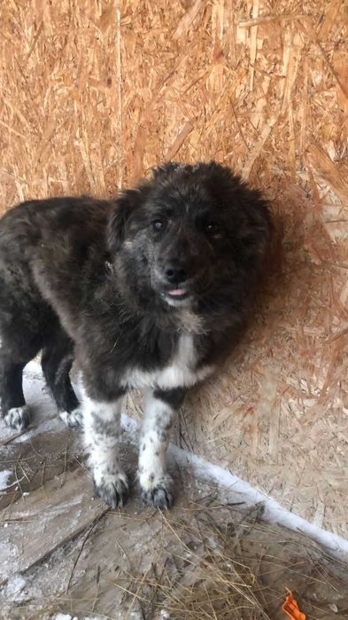 Щенок. Кабель. Дворняжка