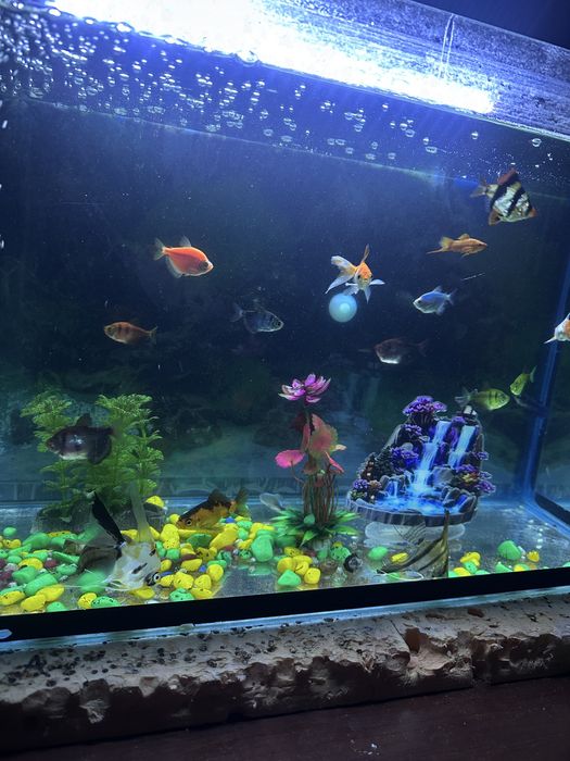 Аквариум балықтарымен бірге сатылады