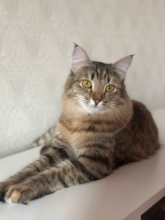 Кошка стерилизована