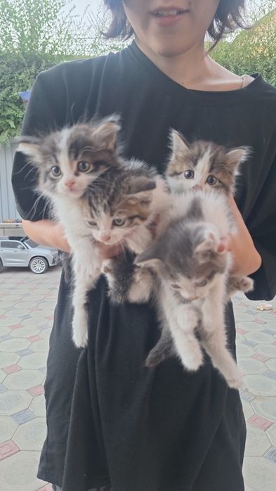 Отдам котят в добрые руки. 2 мальчика 2 девочки