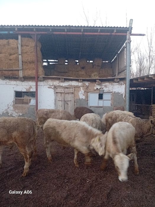 Годавалый ӘУЛИЕКӨЛ патсоста.