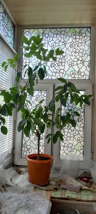 Лайм цитрус плодоноящий.