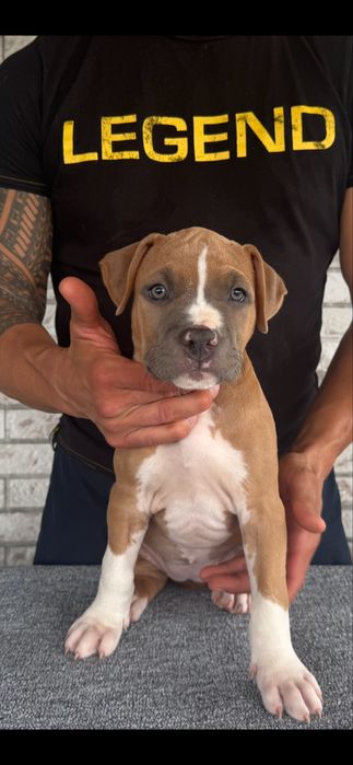 Amstaff femelă cu pedigree