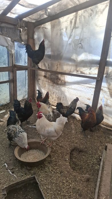 Петухи по 5000 доставка