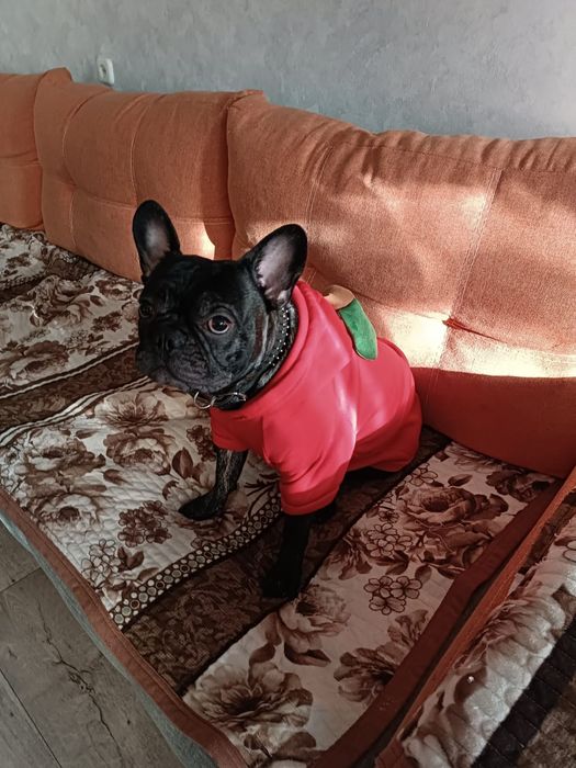 СВЕДУ французского бульдога