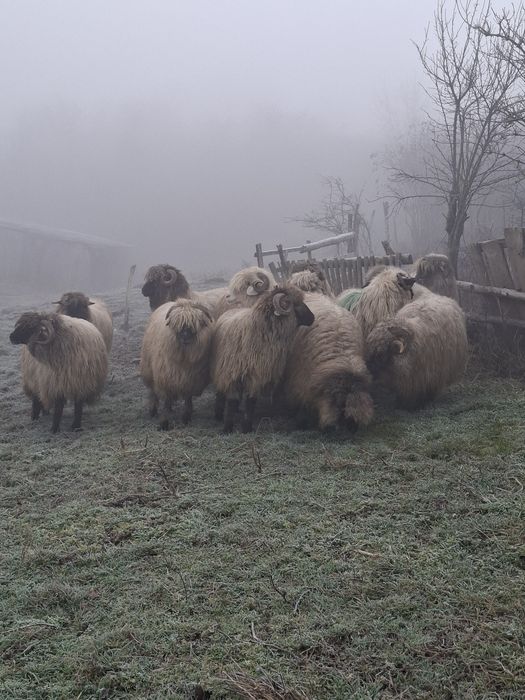 De vanzare 12 oi si un berbecut