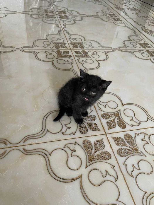 Шотландский прямоухий котёнок, девочка, чёрная, 1.5 месяца