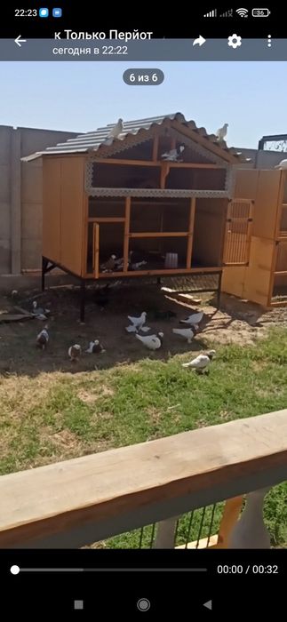 Валер под заказ хороз каптар товуклар учун