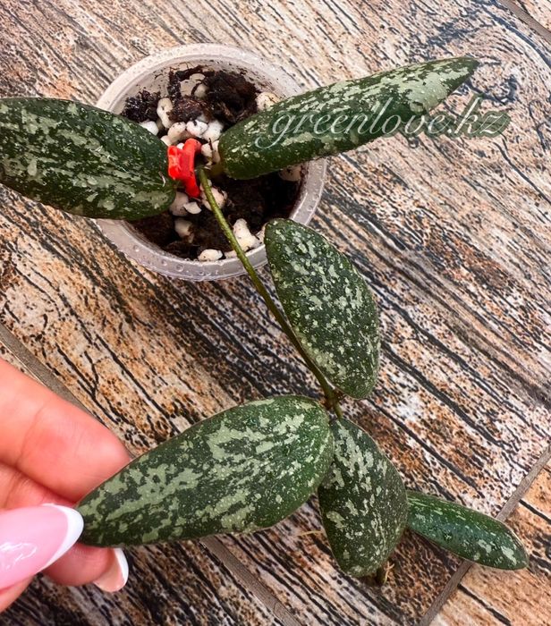 Коллекционные хойи разных сортов