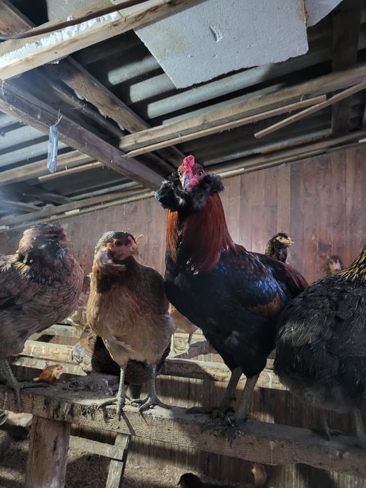 Ouă incubator Araucana