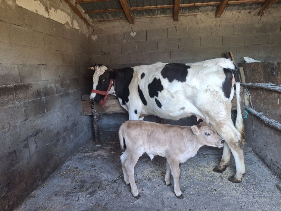Vaca junica de vânzare cu tot cu vita de 3 săptămâni
