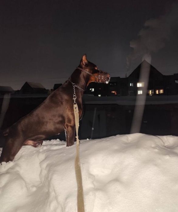 Щенки Доберман 1 месяц