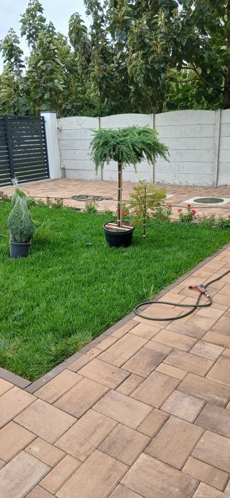 Gazon rulou  sistem de irigații cu automatizare semințe de  gazon