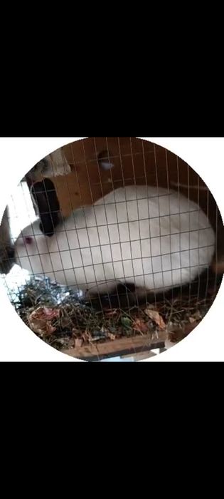 продам Калифорния США