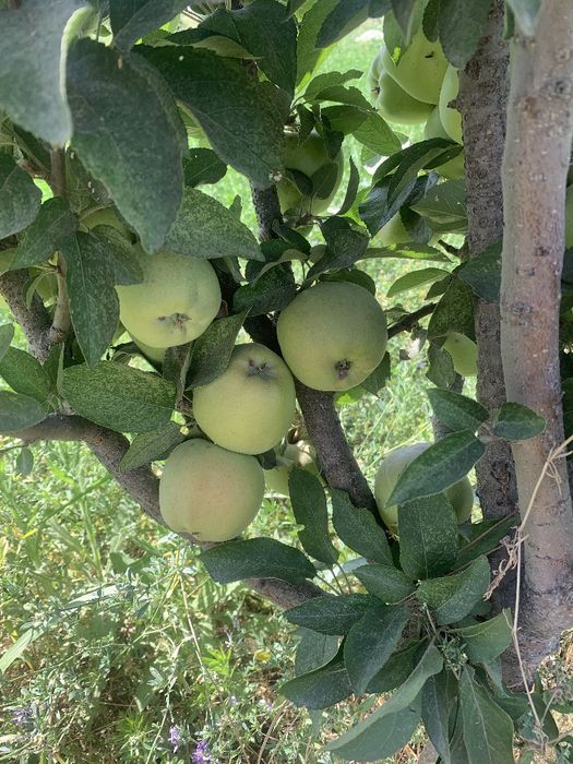 8gektar mevali bogʻ ijaraga beriladi! Parkent tumanida!!