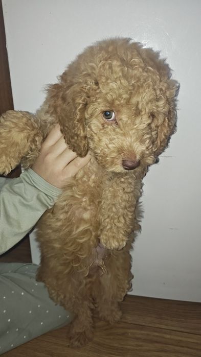 Мини пудел (той) момче