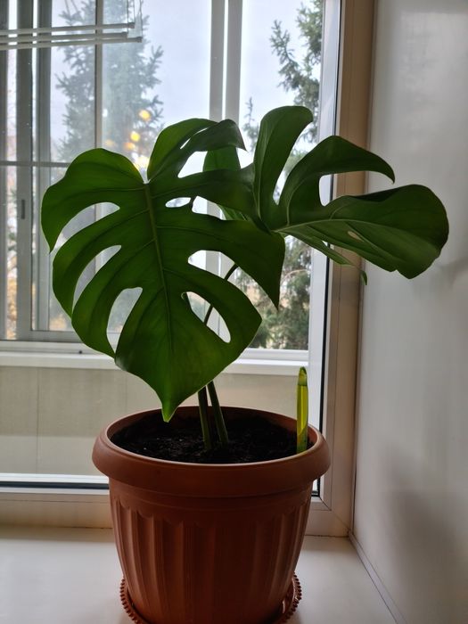 Продам Комнатные цветы.