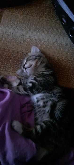 Котёнок 2,5 месяцев