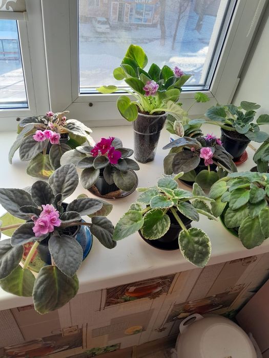 Фиалка домашняя 2000тг