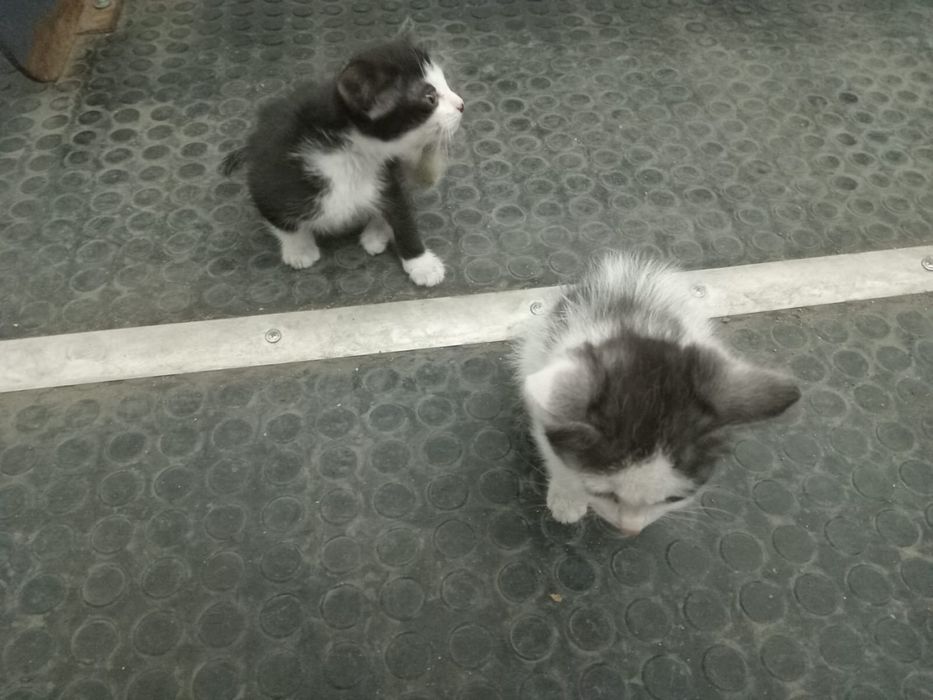 Отдаем котят в добрые руки