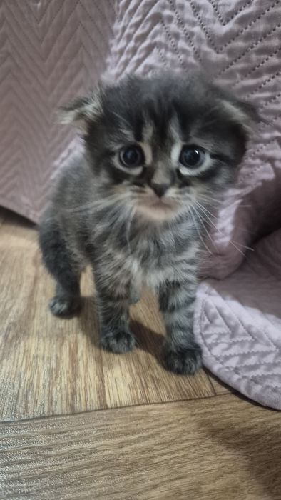 КОТЯТА ищут хозяев