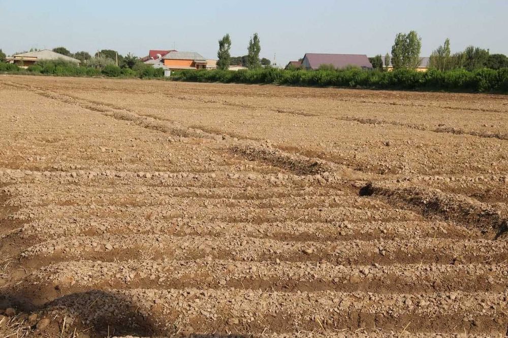 Деҳқончилик учун дала ижарага ер бор тарвуз сабзавот кўкат жўхори...