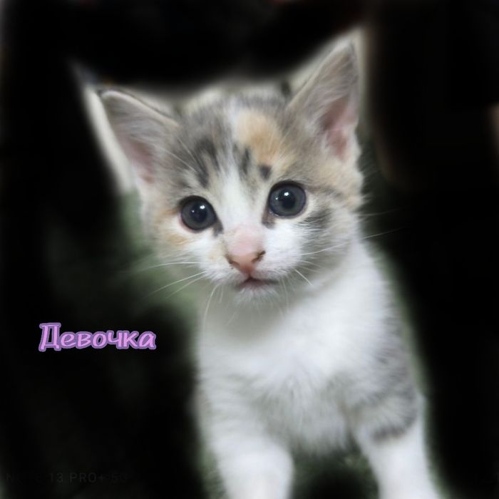 Котята в добрые руки