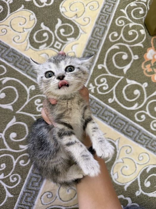 Котята шиншилы шымкент