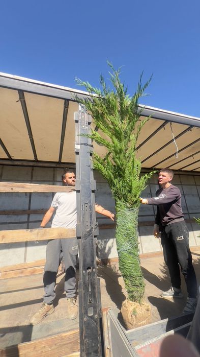 Tuia Leylandii înălțime 2.50m 2.60m