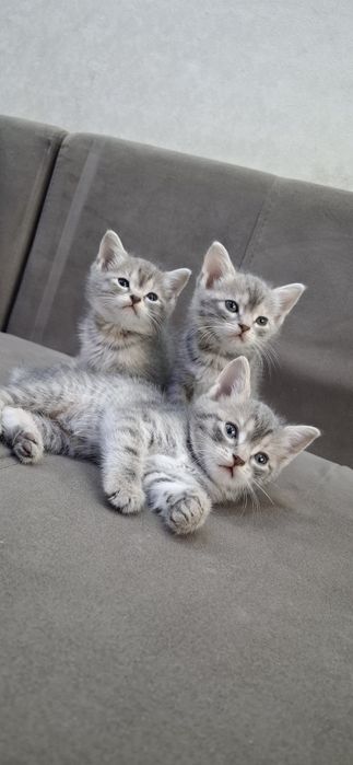 Британские котята