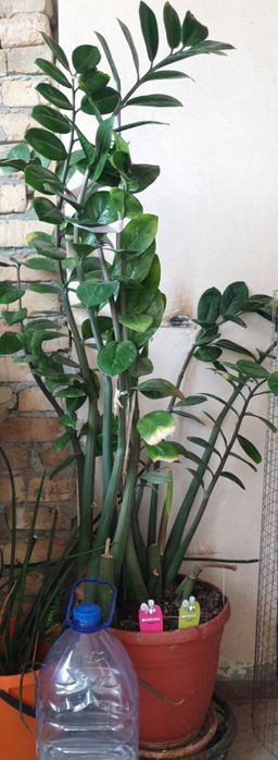 Замиокулькас комнатный цветок , растение для офиса