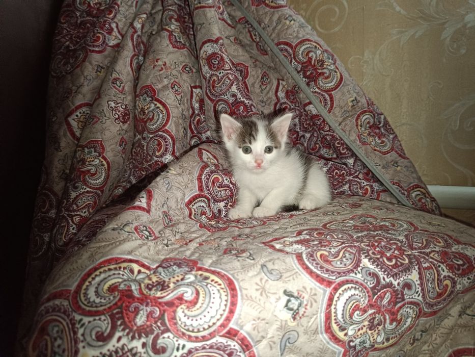 Мыргаулар, котята