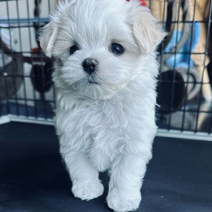 Bichon maltez talie mica