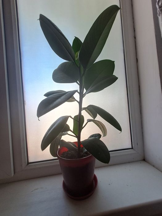 Цветы Гүлдер гүл