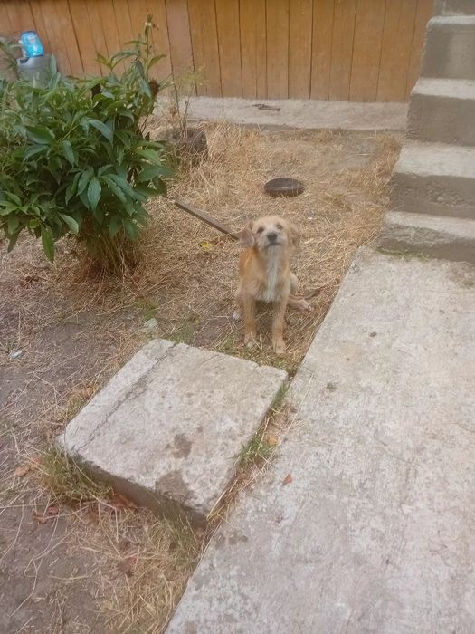 Cățeluș pentru  adopție   pufos