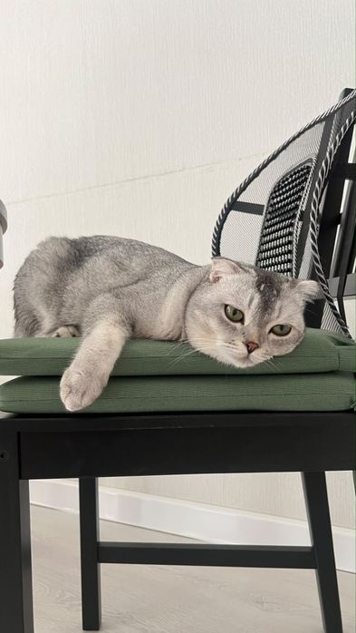 Отдам кошка хороший руки