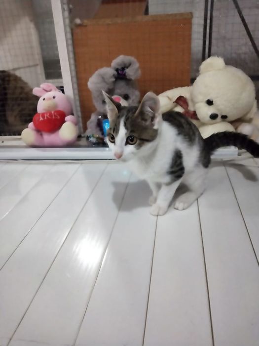 Котенок Лëлик в добрые руки