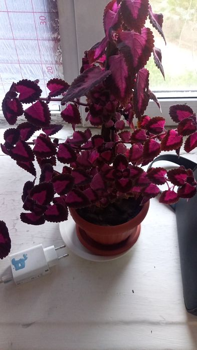 Комнатные цветы 1000