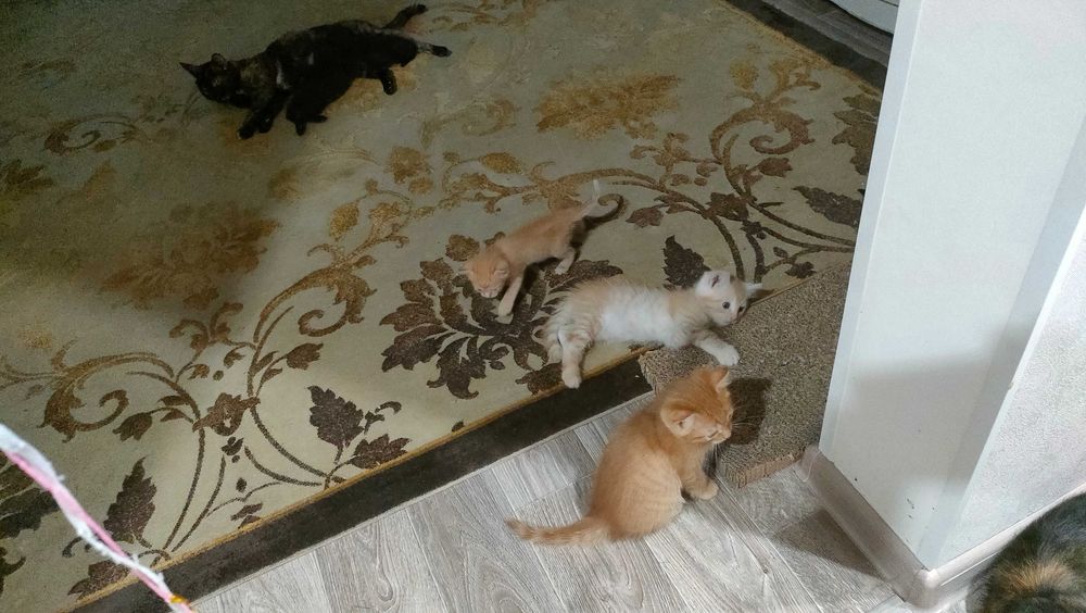 Отдам в добрые руки