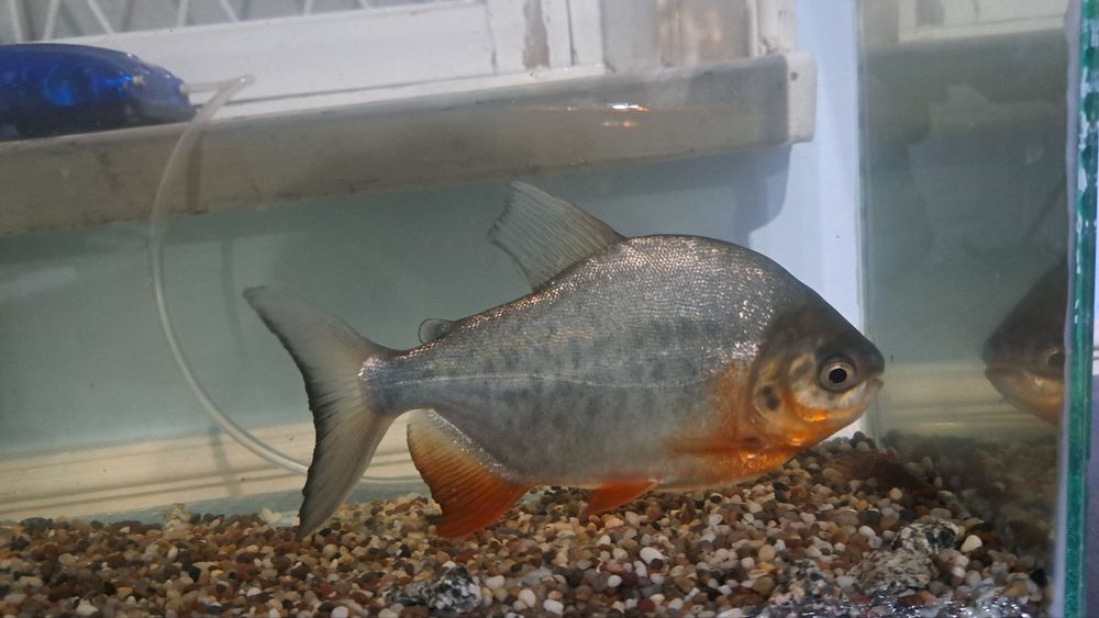 Сотилади пираньи балик